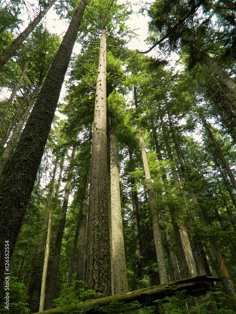 Fototapeta premium Forest