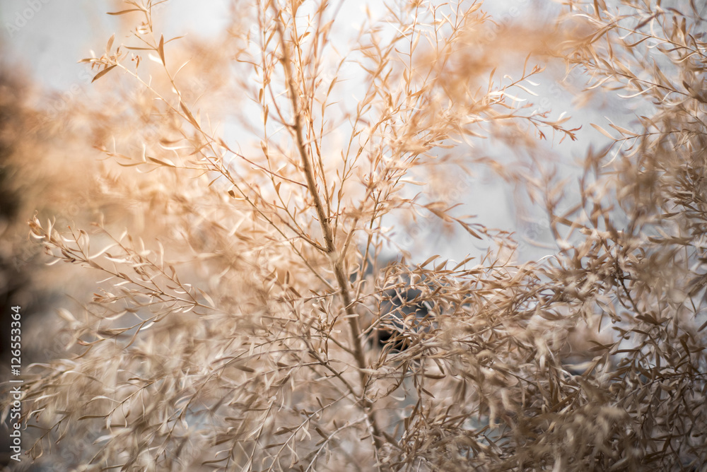 Fototapeta premium brown flower blackground