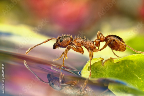 Czerwona mrówka © Pawel