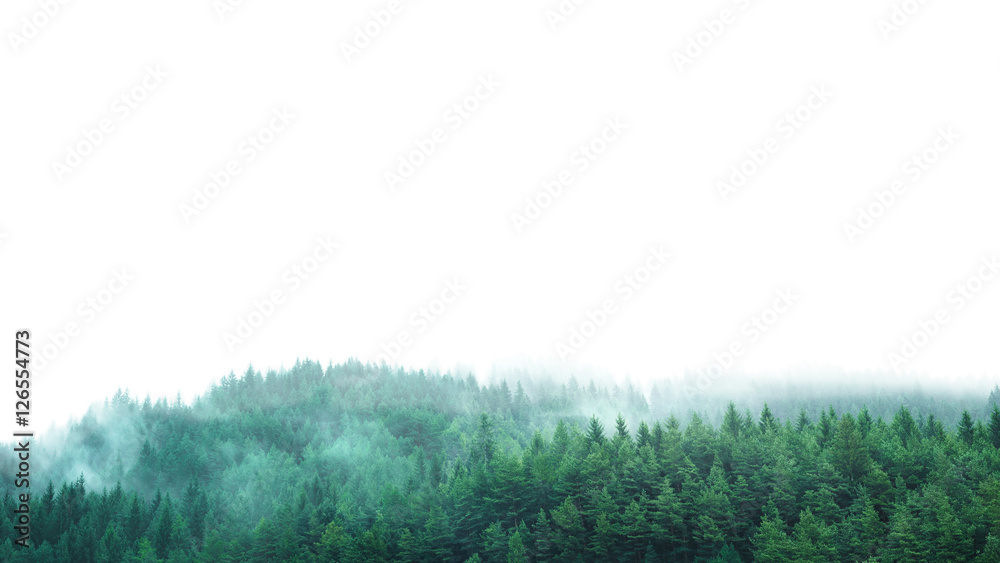 green forest with clear blank space