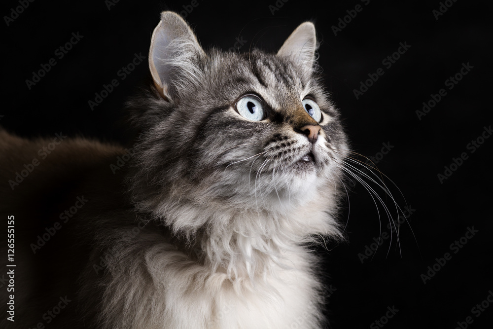 fashion portrait of a Siamese cat facing upward fashion portrait of a Siamese cat facing upward