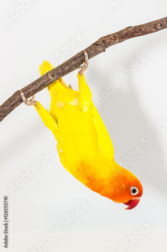 Yellow Lovebird upside down action
