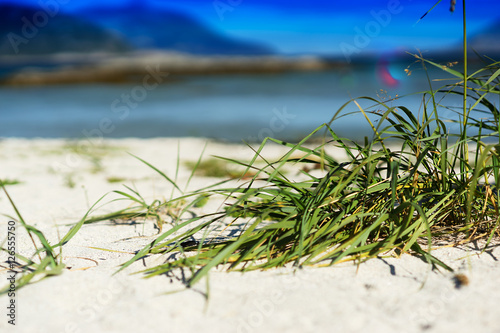 Green grass on sand beach background