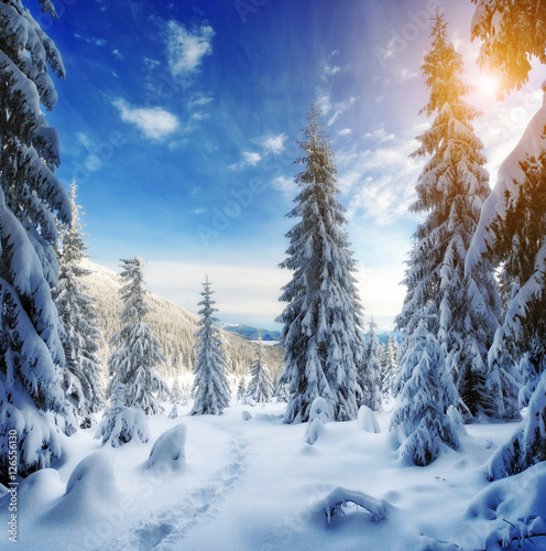 Majestic winter trees