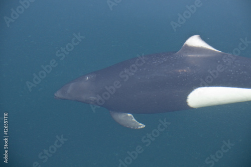 Dall Porpoise Closeup