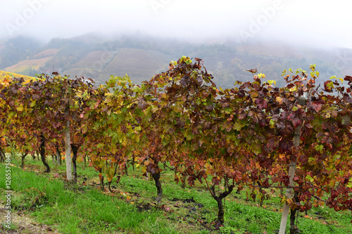 Fog on rows of grapevine in autumn with green grass, Italy