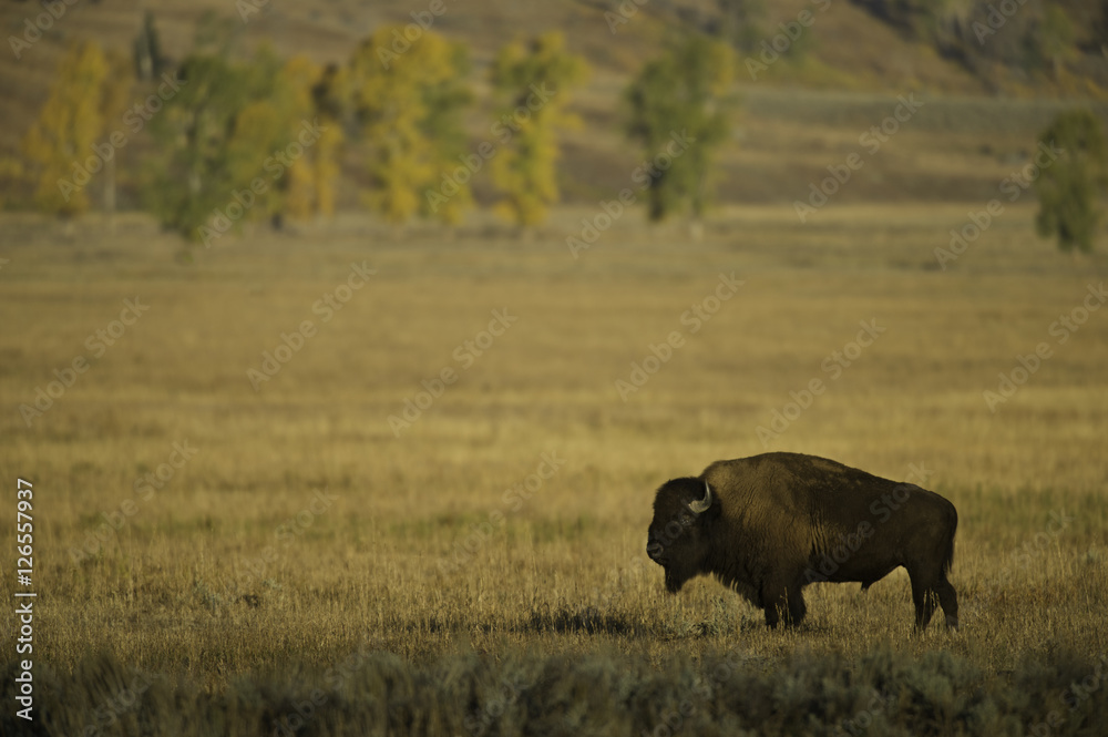 Bison in prairie, Yellowstone National Park, USA Bison in prairie, Yellowstone National Park, USA