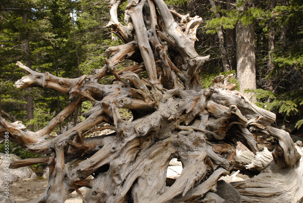 Tree Roots, Rocky Mountain National Park, Colorado Tree Roots, Rocky Mountain National Park, Colorado