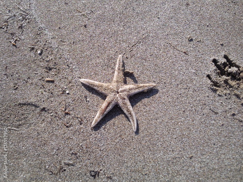 stella marina