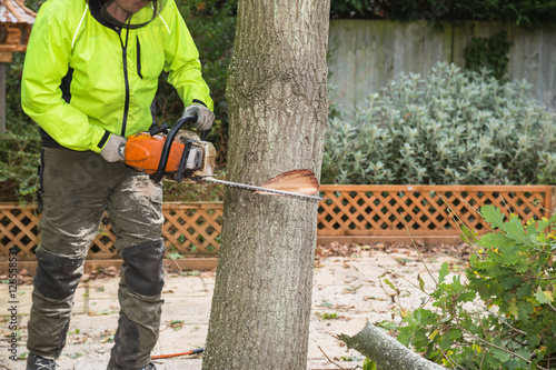 A arborist, tree surgeon with a chain saw cuts into a tree in preparation for felling. The lumberjack is wearing a hi-viz jacket.