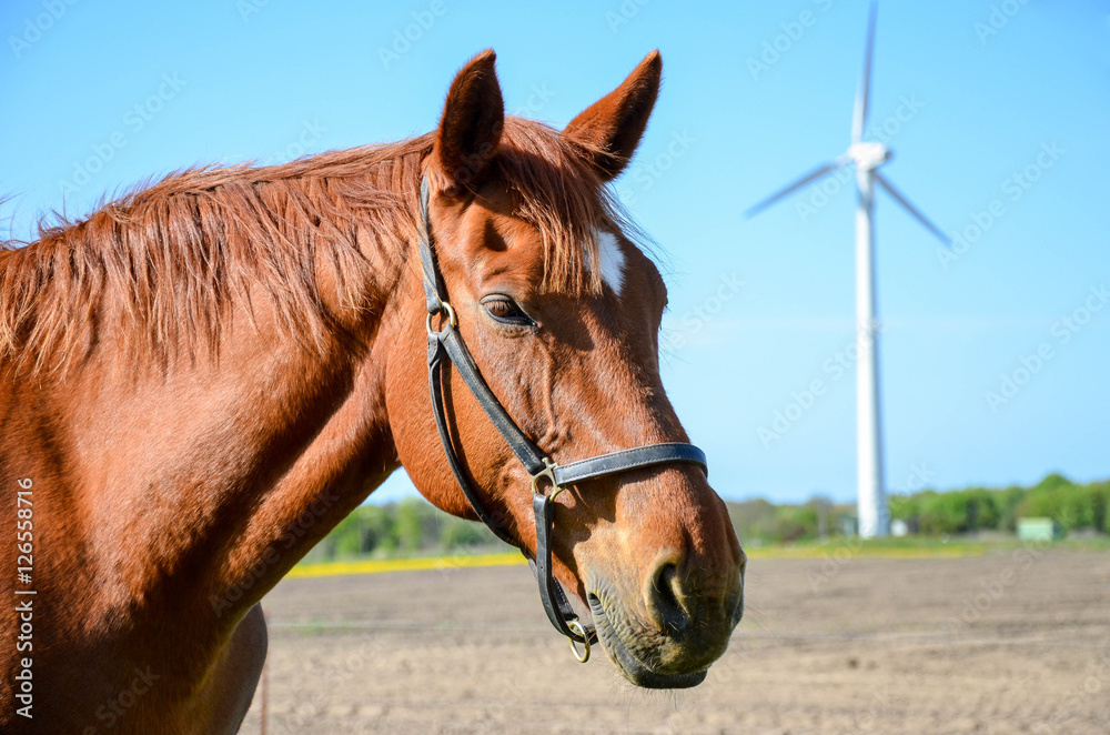 Pferd steht auf der Weide im Hintergrund ein Windrad