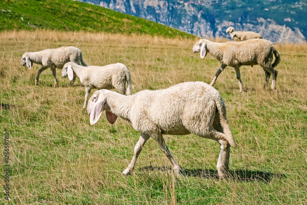 Fototapeta premium Mountain landscape with sheep in Italian Alps, Veneto, Italy