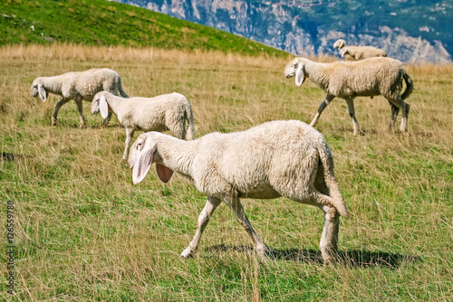Mountain landscape with sheep in Italian Alps  Veneto  Italy