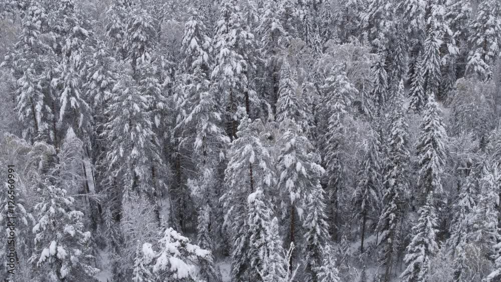 Aerial View. Flight over the snowy forest. Nature in winter. Landscape panorama. Altai, Siberia. Aerial View. Flight over the snowy forest. Nature in winter. Landscape panorama. Altai, Siberia.