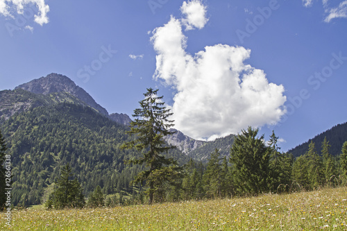 Blumenwiese in Tirol photo