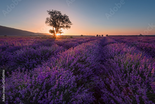 Fototapeta Naklejka Na Ścianę i Meble -  Lonely tree in lavender field at sunrise near Kazanlak town, Bulgaria