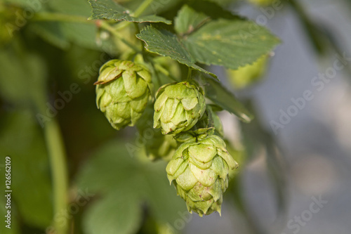 Hopfen im Spätsommer