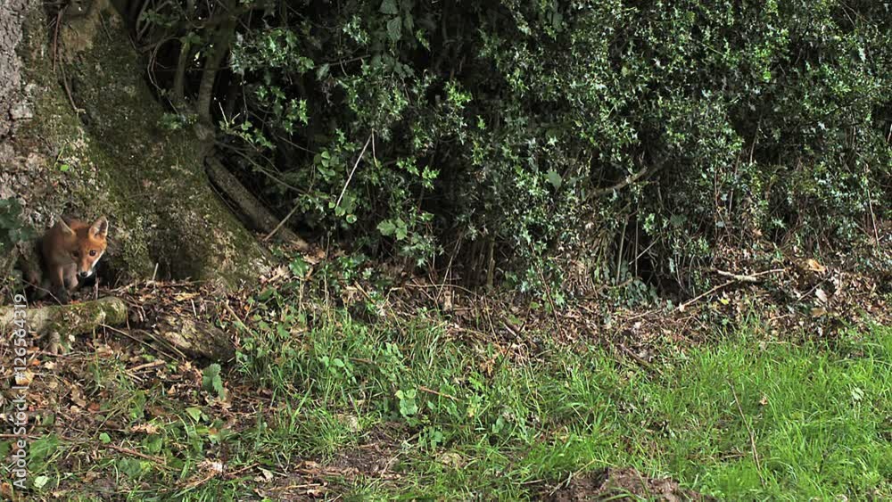 Red Fox, vulpes vulpes, Adult running on Grass, Normandy in France, Slow motion Red Fox, vulpes vulpes, Adult running on Grass, Normandy in France, Slow motion