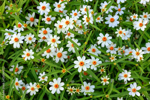 White flower on grass