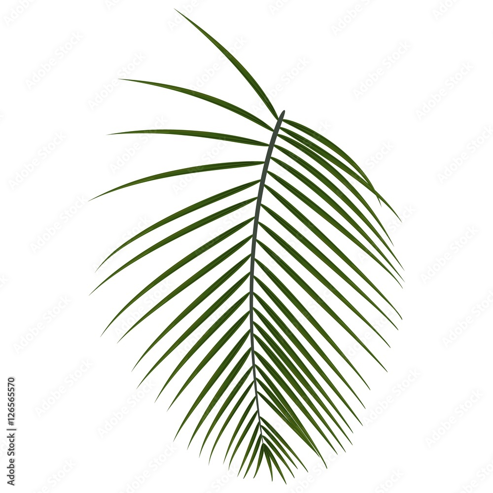 Obraz premium Vector tropical palm leaf, jungle leaf isolated on white background.