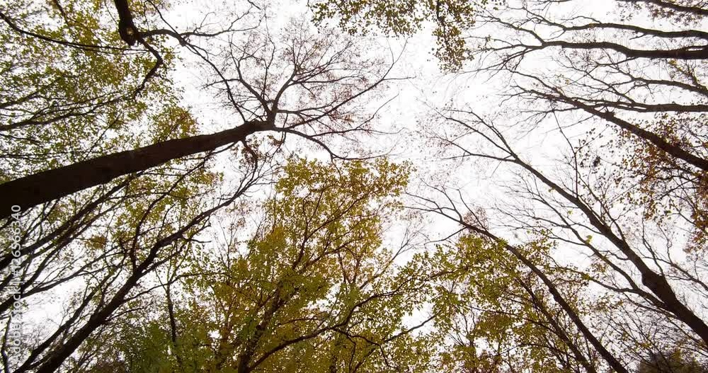 Round panorama of some trees in a forest in autumn. Round panorama of some trees in a forest in autumn.