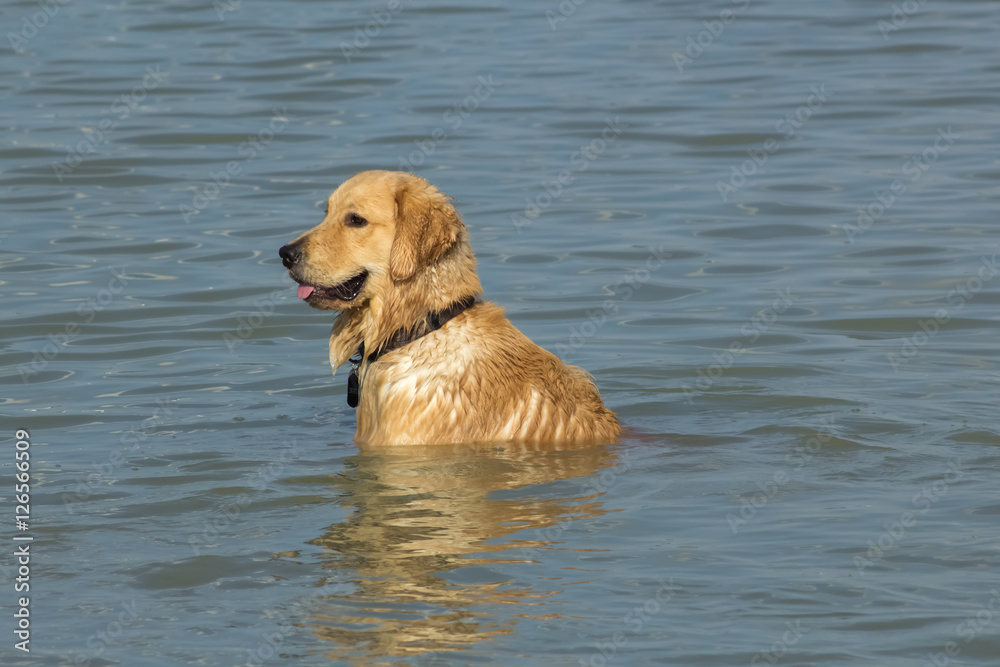 Cooling off, dog sitting in chest deep water Cooling off, dog sitting in chest deep water