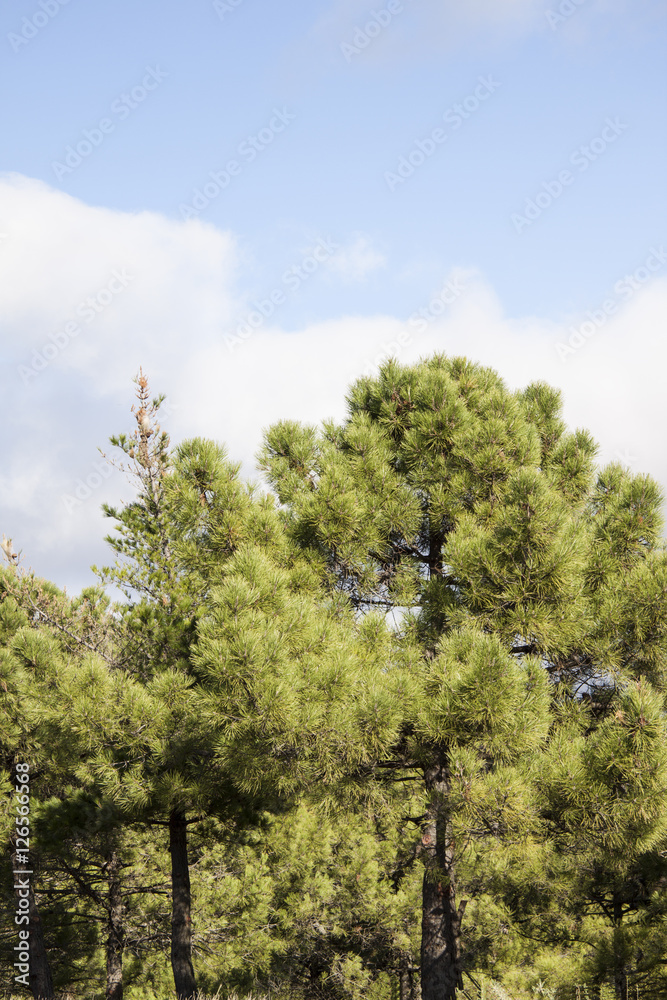 bosque de pinos bosque de pinos