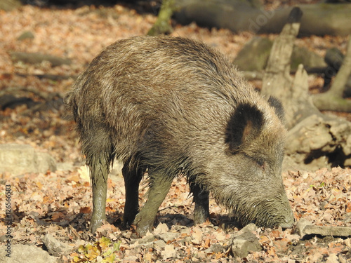 Wildschweine photo