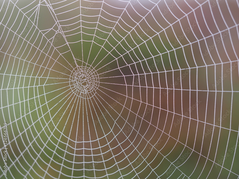 Fototapeta premium Spider web in Kakerdaja Bog