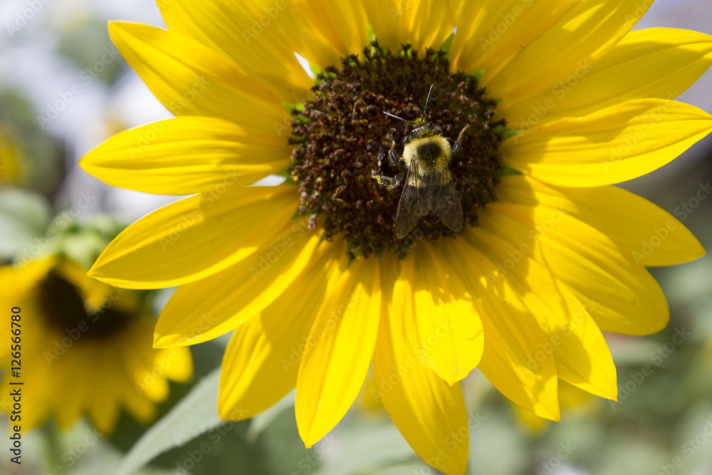 Obraz premium Bee on Sunflower