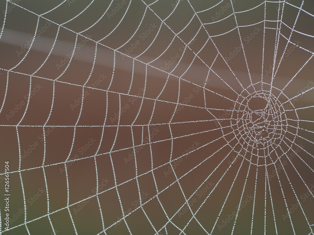 Spider web in Kakerdaja Bog