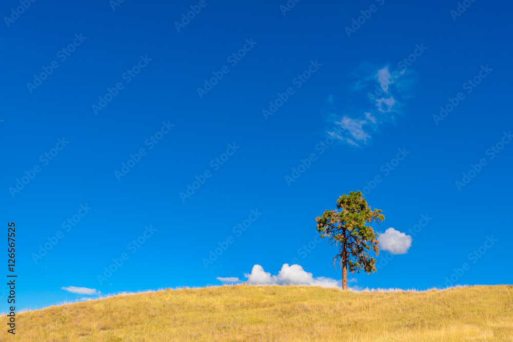 Lonely tree growing on top of the rock and blue sky background. Stock ...