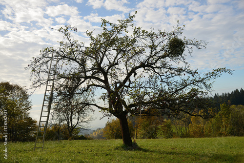 Apfelbaum im Herbst mit Mistel