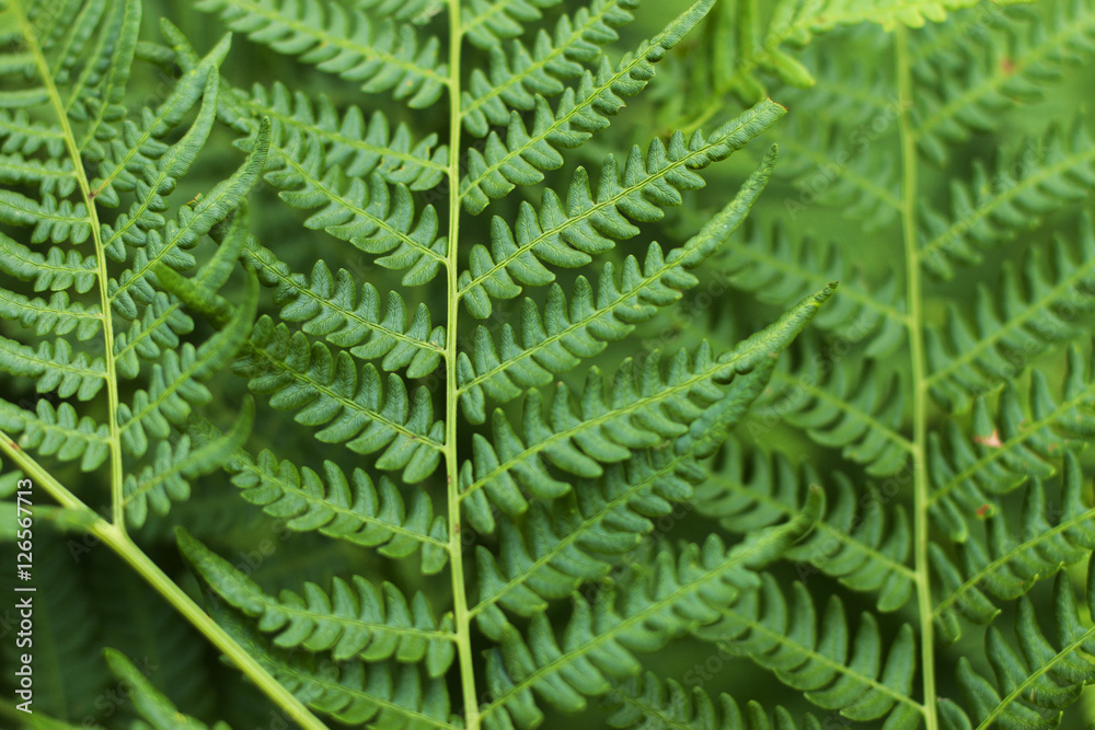 Fern Fern