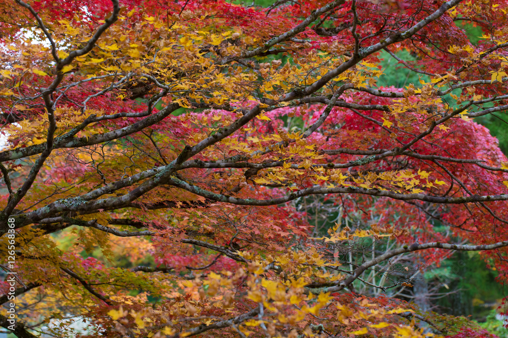 Yellow to red leaves tree of maple in autumn season, Koyasan, wakayama, Japan