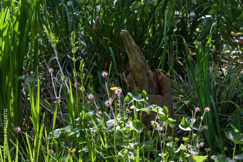 Bachnelkenwurz im Naturgarten
