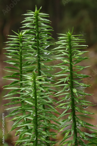 close-up of Lycopodium annotinum photo