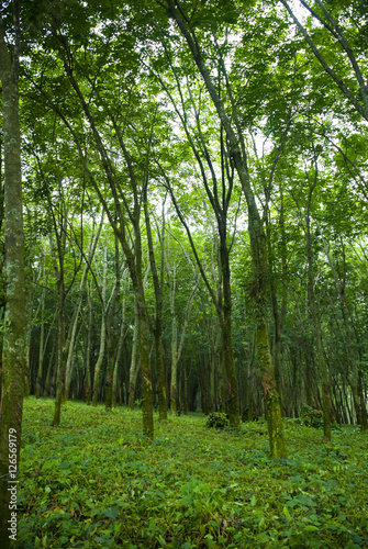 summer forest trees. nature green wood. summer backgrounds. Guatemala. Rubber Plantation