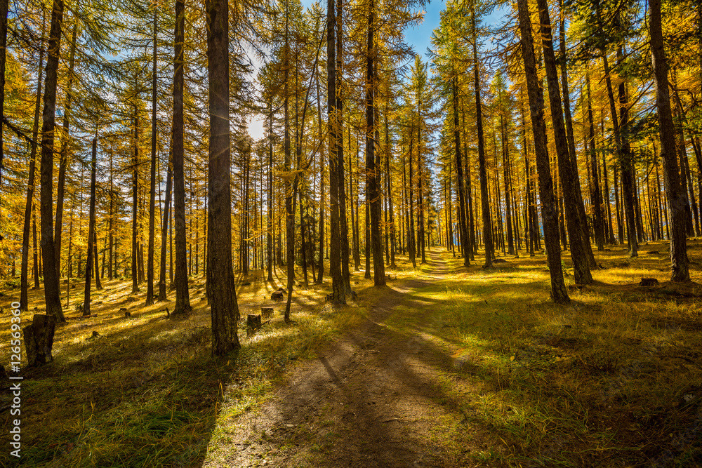 Obraz premium Forêt de mélèzes
