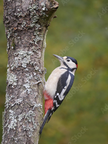 Great-spotted woodpecker, Dendrocopos major