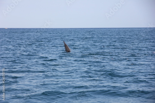 dolphin indianocean
