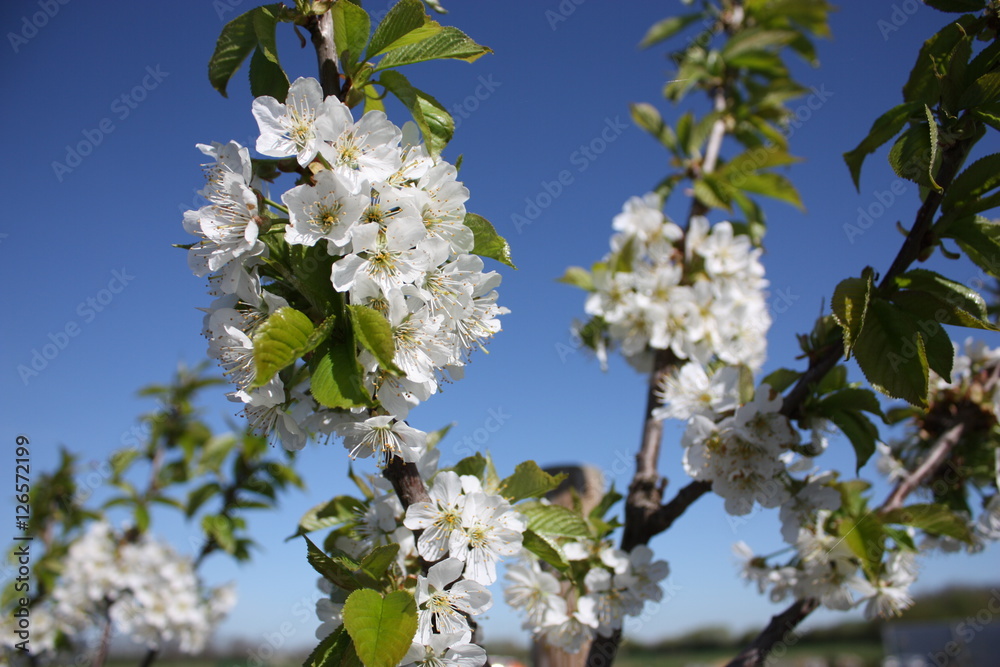 Cherry blossom