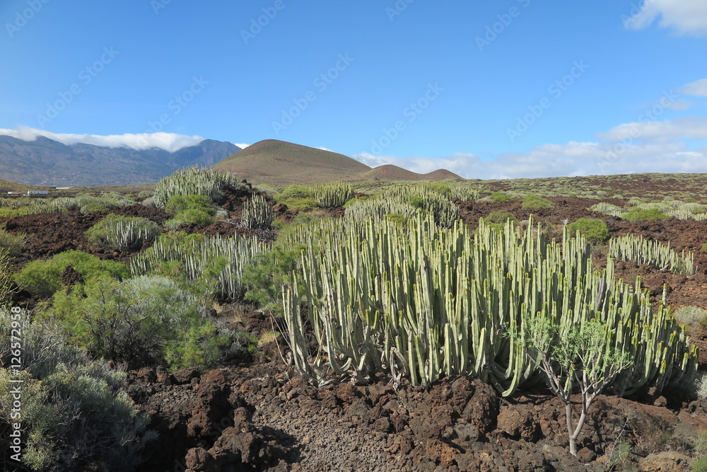 Teneriffa - Malpaís de Güímar Teneriffa - Malpaís de Güímar
