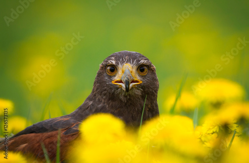 Harris Hawk  photo