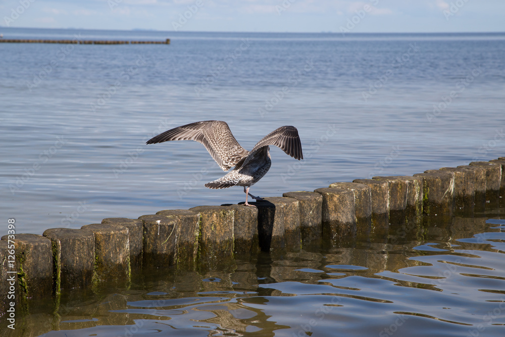 Fototapeta premium start