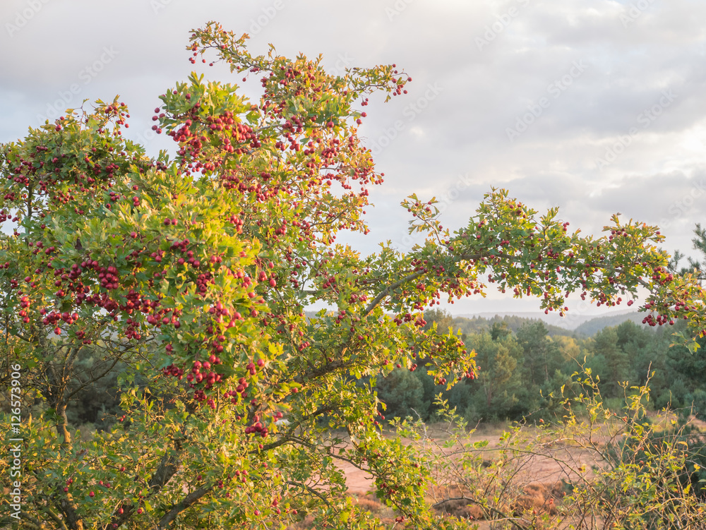 Fototapeta premium heathen dog forest