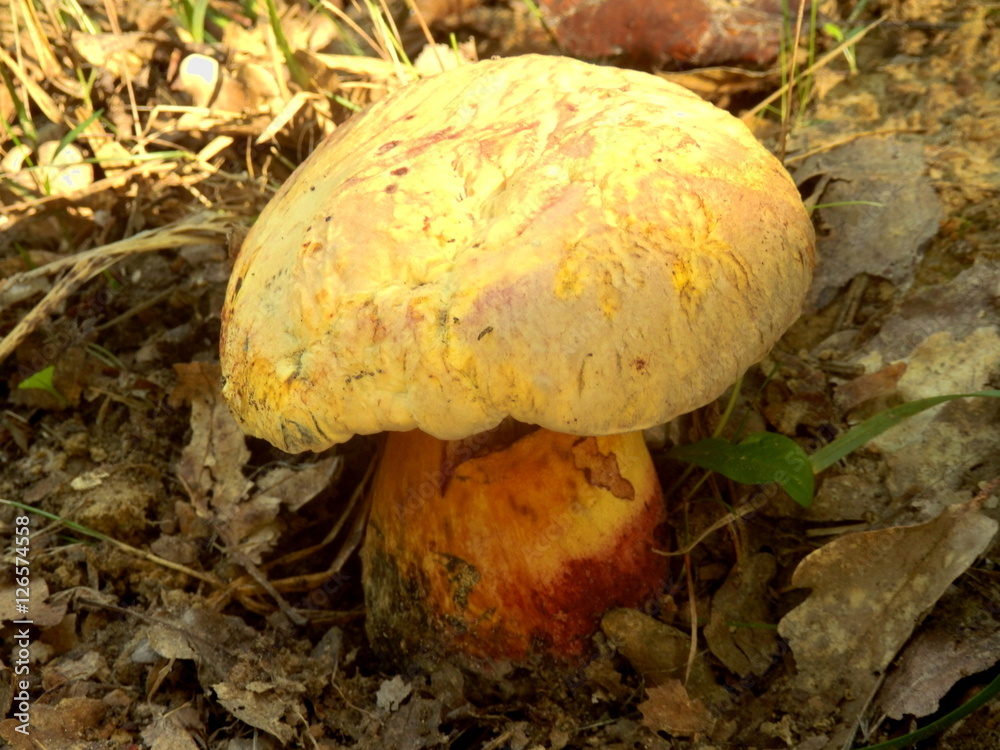 Close up of a Boletus torosus (Brawny Bolete) breaking through the ground on a woodland path Close up of a Boletus torosus (Brawny Bolete) breaking through the ground on a woodland path