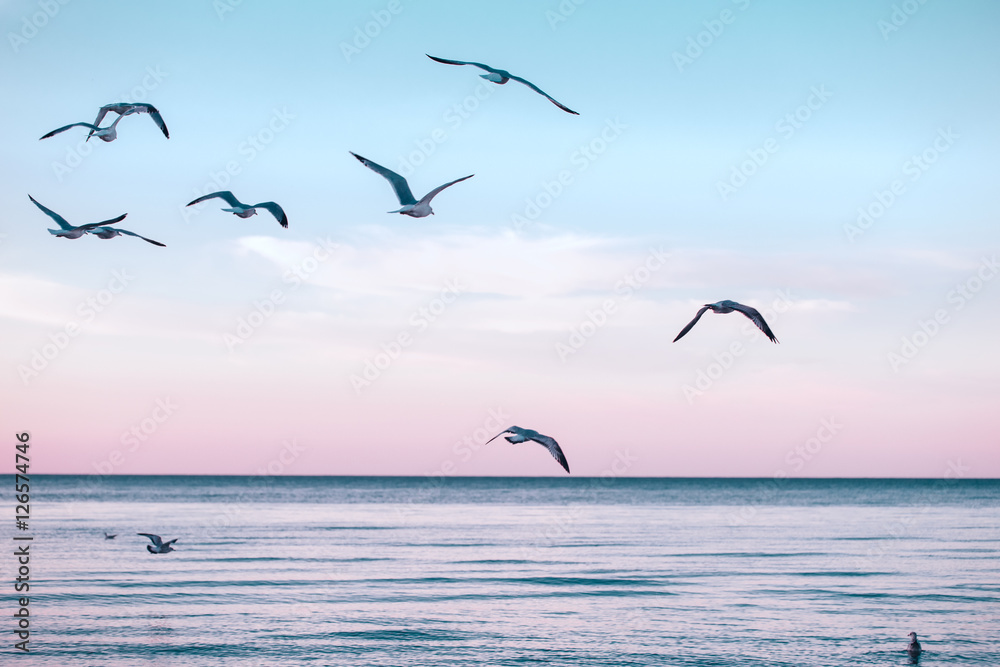 Naklejka premium Stado mew w dużej grupie na wodzie jeziora morskiego i latające na niebie podczas zachodu słońca latem, stonowane retro filtrami hipster hipster, efekt filmowy