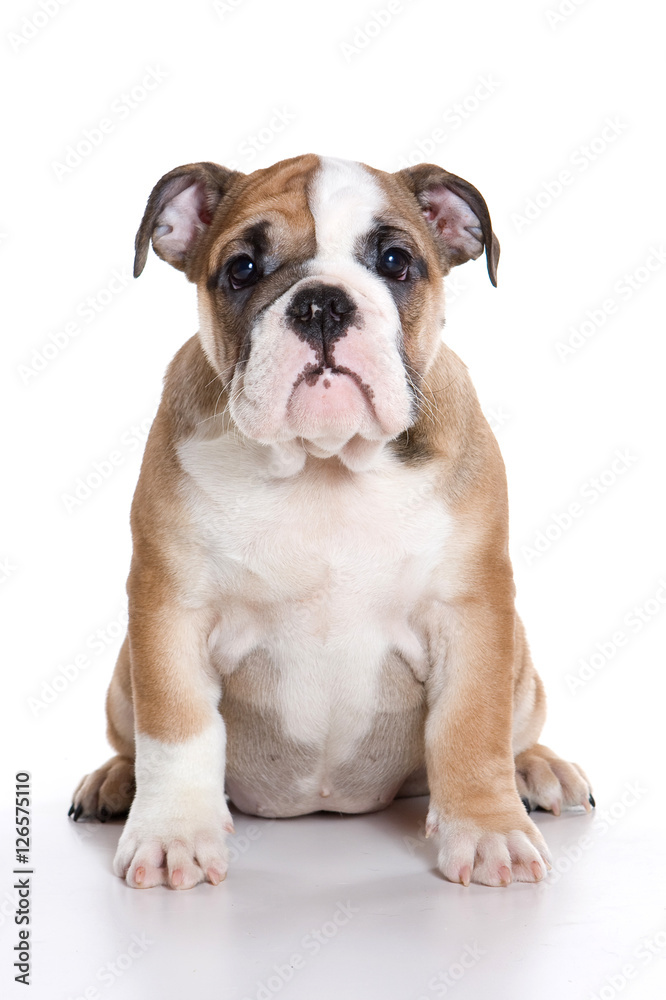 Funny bulldog puppy (isolated on white)