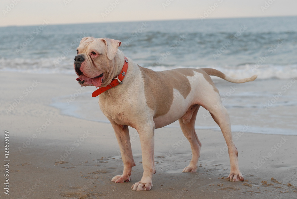 American bulldog by the sea